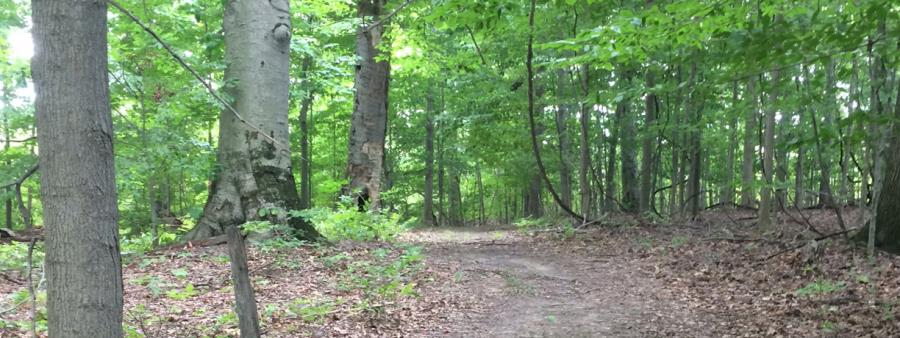 Regal Beagle Ultra - 50k, 25k, 5 Miler